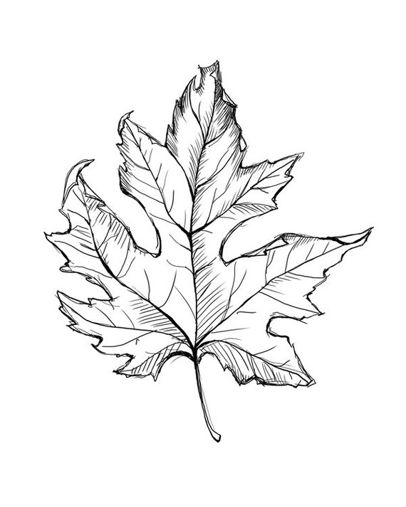 570x713 leaf line drawing instant download, leaf art, fall leaves, instant - Leaf Line Drawing