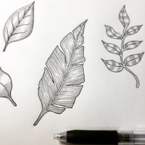 500x500 Leaves Drawing - Leaf Line Drawing