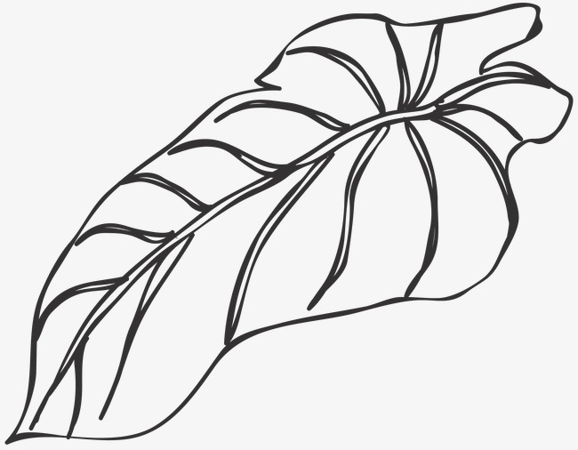 650x506 line drawing leaves, line clipart, plant, line drawing graphics - Leaf Line Drawing
