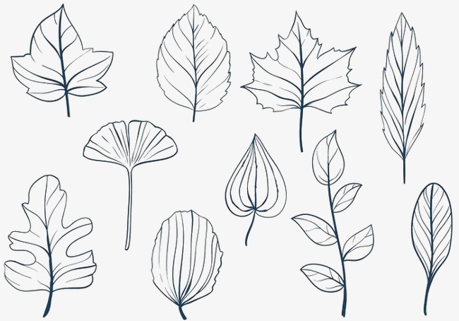 Leaf Line Drawing at PaintingValley.com | Explore collection of Leaf