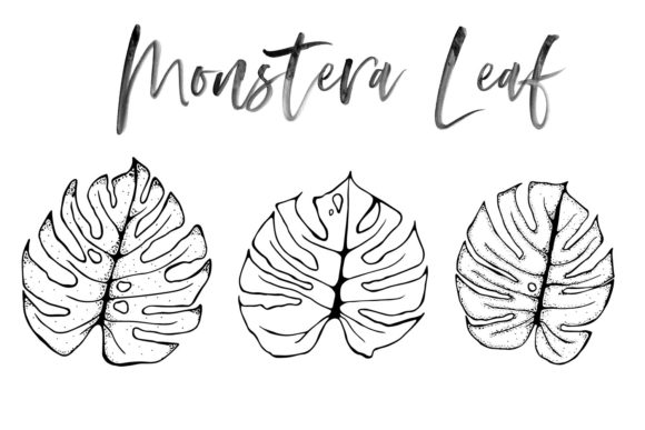 580x387 Monstera Leaf Line Drawing Graphic - Leaf Line Drawing