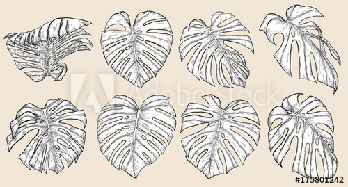 500x269 Monstera Leaf Sketch - Leaf Line Drawing