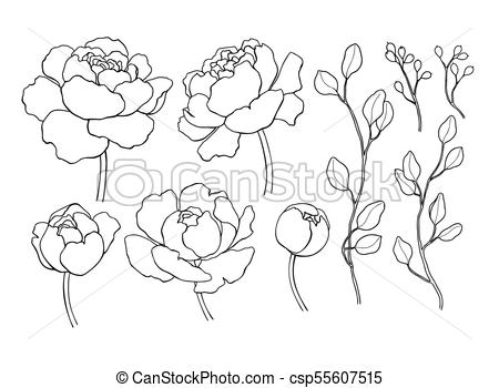 450x350 Peony Flower And Leaves Line Drawing Vector Hand Drawn Outline - Leaf Line Drawing