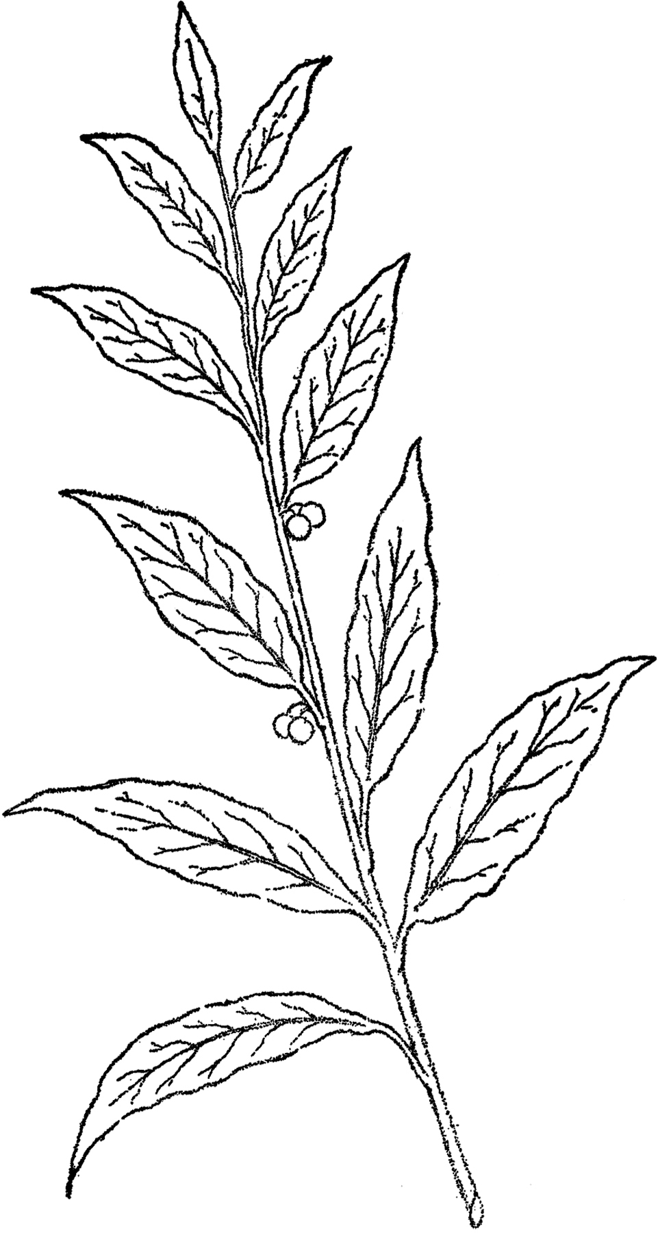 961x1800 Pretty Berry Branch Line Art! - Leaf Line Drawing