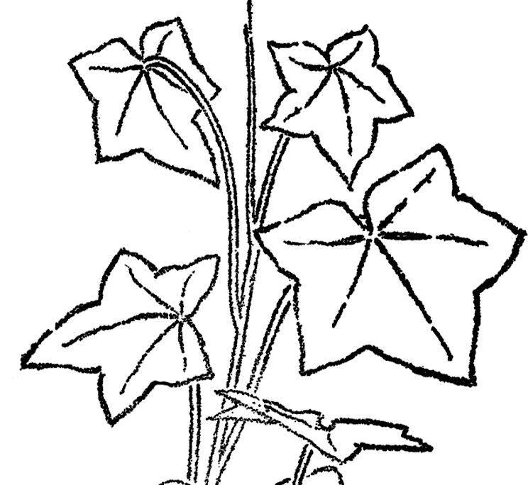 744x684 Vintage Ivy Leaves Line Art! - Leaf Line Drawing