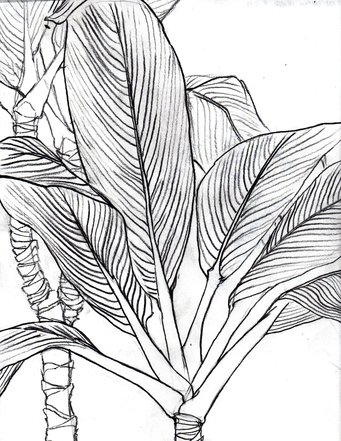 341x441 Contour Line Drawings Of Leaves - Leaf Line Drawing