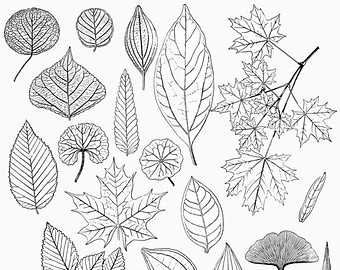 340x270 Drawn Line Leaf - Leaf Line Drawing