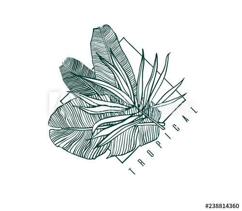500x435 Icon With Palm And Banana Leaf Outline Drawing Of Tropical Leaves - Leaf Outline Drawing