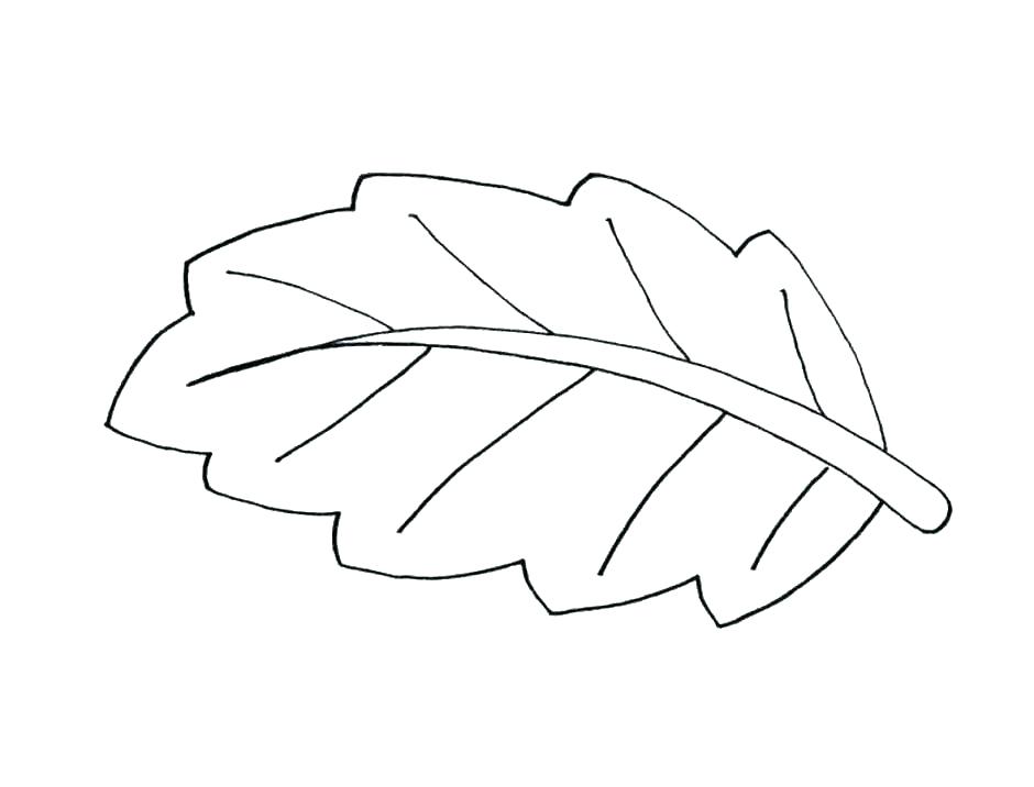 940x716 Leaf Outline Template Jungle Leaf Drawing At Free For Personal Use - Leaf Outline Drawing