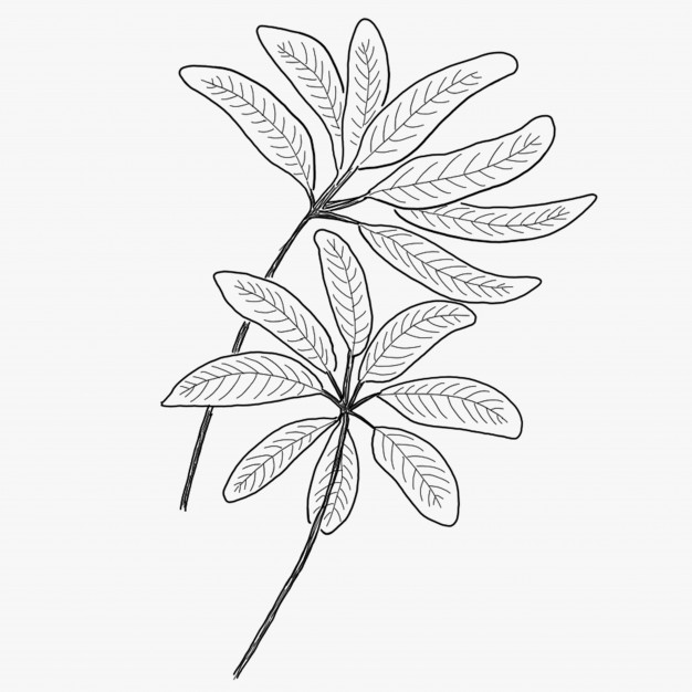 626x626 leaf outline for drawing or framing vector premium download - Leaf Outline Drawing