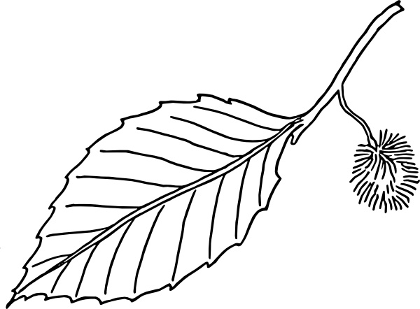 600x442 Beech Leaf Outline Clip Art Free Vector In Open Office Drawing - Leaf Outline Drawing