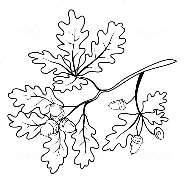 590x590 Oak Branch With Acorns Outline Flowers Plants Nature Drawings Oak - Leaf Outline Drawing