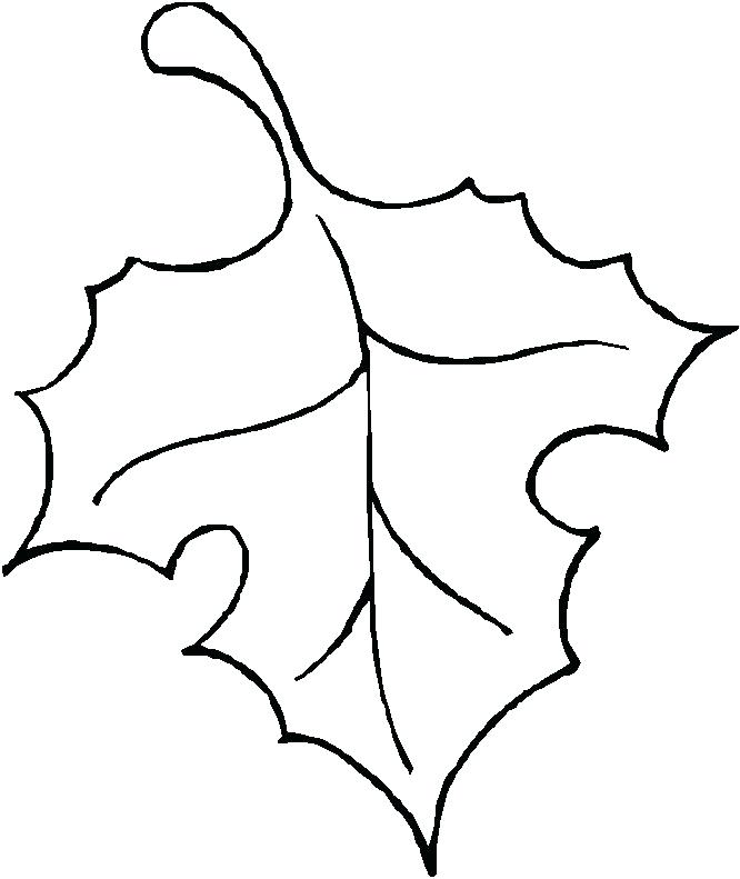 666x791 Outline Of A Leaf Leaf Leaves Outline Drawing - Leaf Outline Drawing