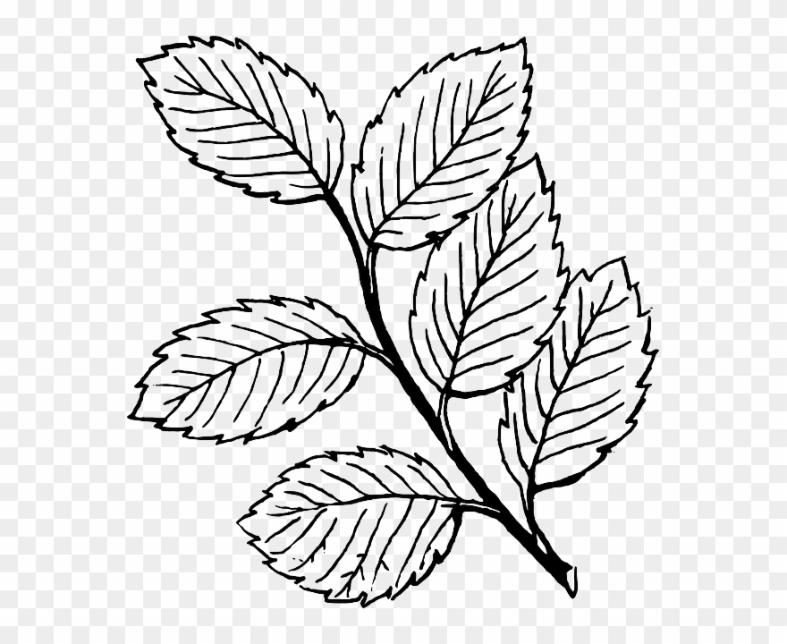 880x720 black, fall, outline, drawing, leaf, tree, white - Leaf Outline Drawing