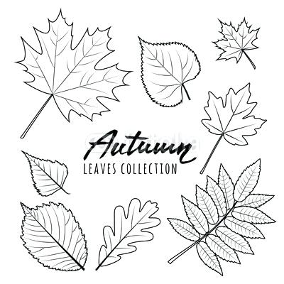 400x400 Fall Leaves Outline - Leaf Outline Drawing