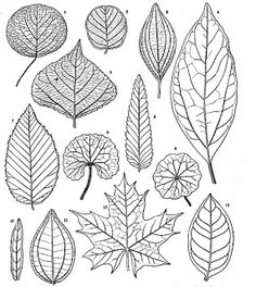 Leaf Pattern Drawing
