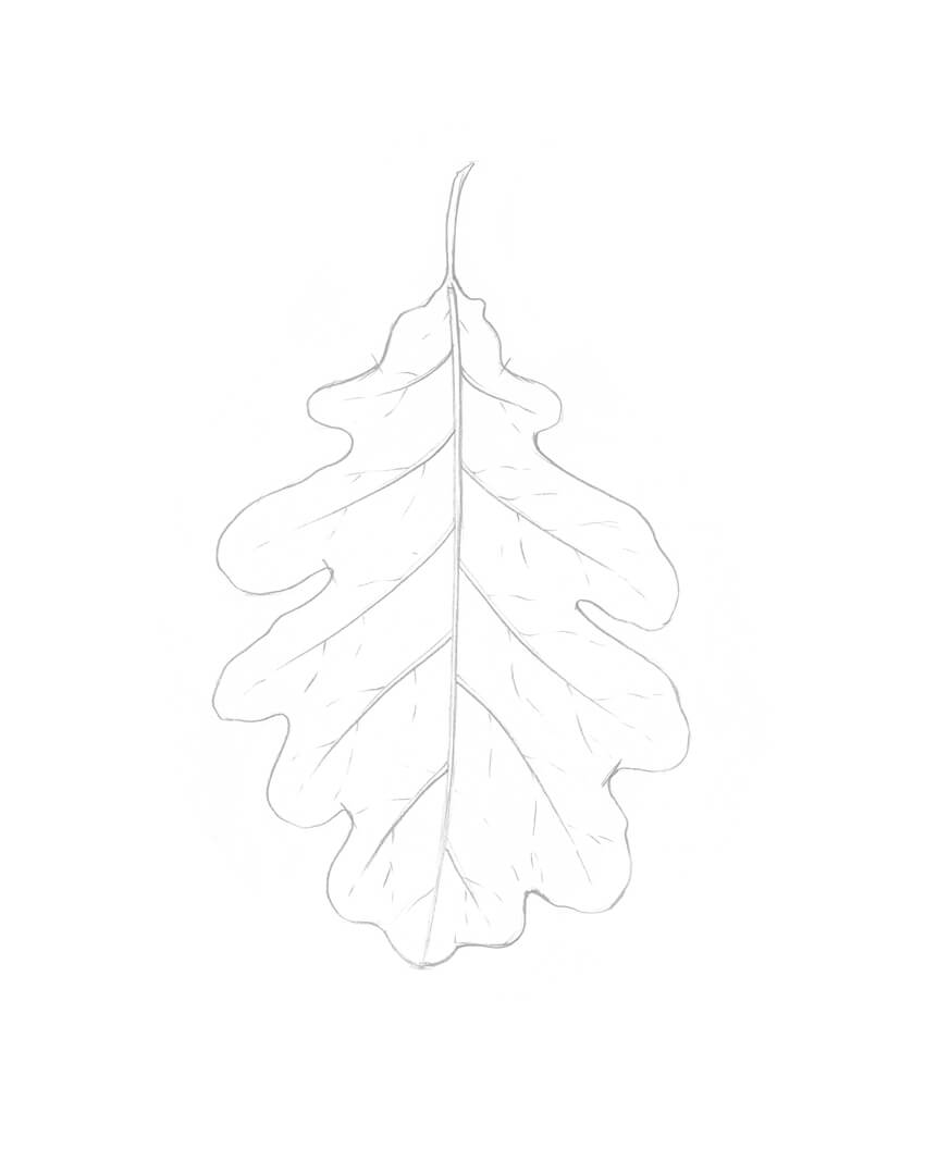 850x1056 How To Draw A Leaf Step - Leaf Pattern Drawing