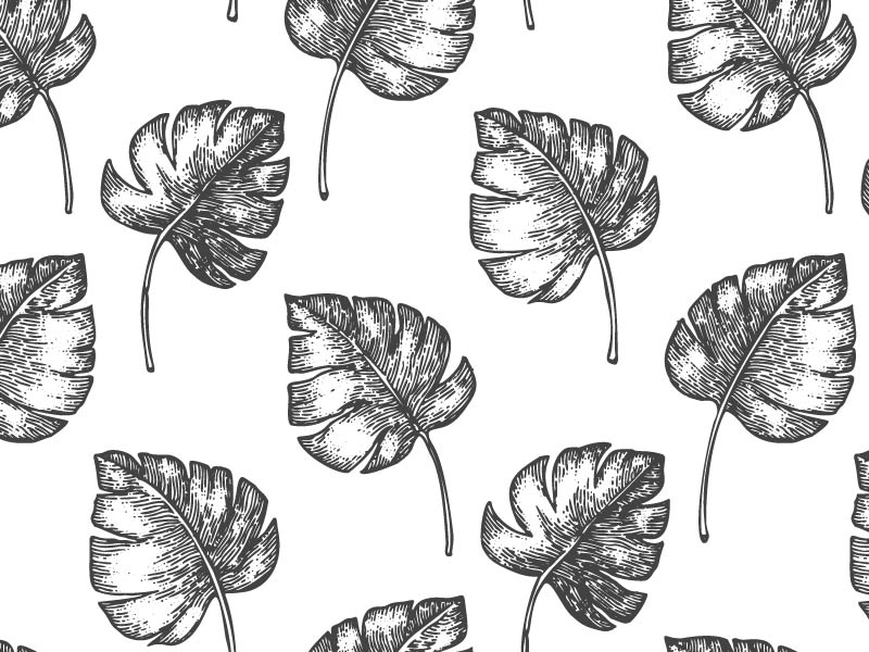 800x600 Monstera Leaf Pattern Illustration Pen Ink Sketch Style - Leaf Pattern Drawing