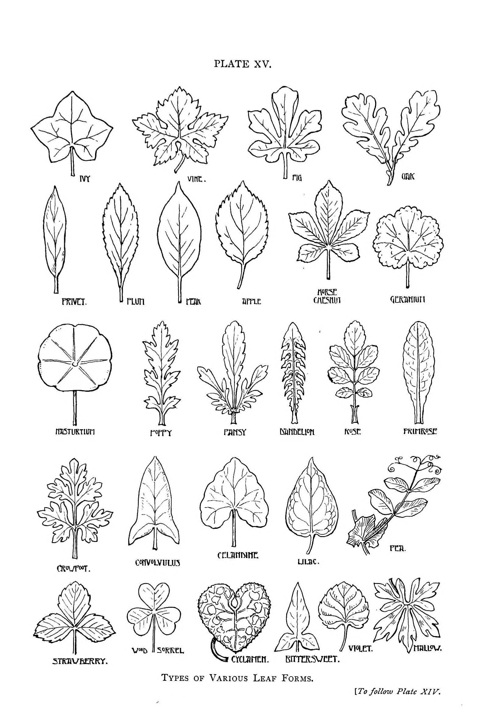 1603x2380 Drawing, Line, Shape - Leaf Pattern Drawing
