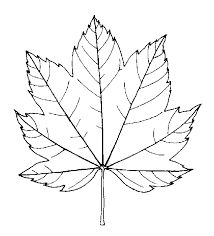 Leaf Vine Drawing