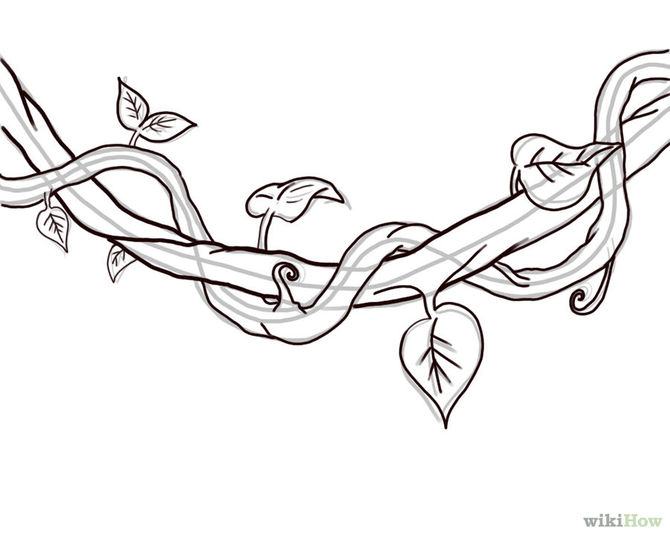670x536 How To Draw A Jungle Vine Steps - Leaf Vine Drawing