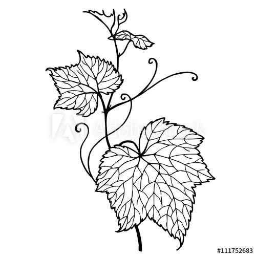 Leaf Vine Drawing at PaintingValley.com | Explore collection of Leaf ...