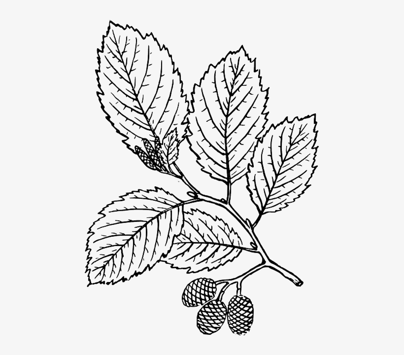 820x720 Outline, Leaf, Tree, Branch, Plant, Vine, Leaves, Alder - Leaf Vine Drawing