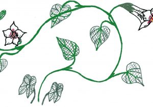 300x210 vine plant drawing leaf vine drawing at getdrawings free - Leaf Vine Drawing