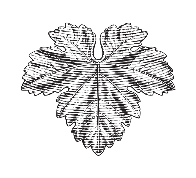 660x600 Drawing Vine Free Download - Leaf Vine Drawing