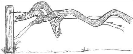 436x180 Drawings Of Vines - Leaf Vine Drawing