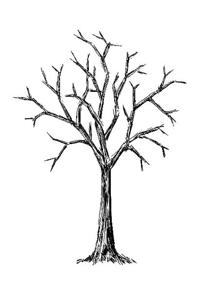 420x600 How To Draw A Leafless Tree - Leafless Tree Drawing
