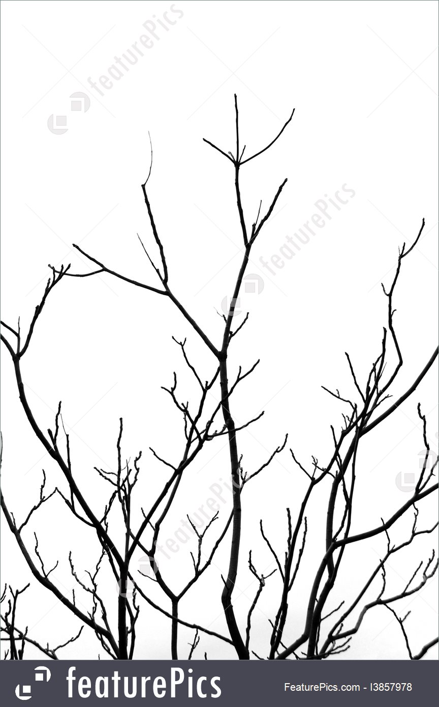 864x1392 Leafless Tree Branches Picture - Leafless Tree Drawing