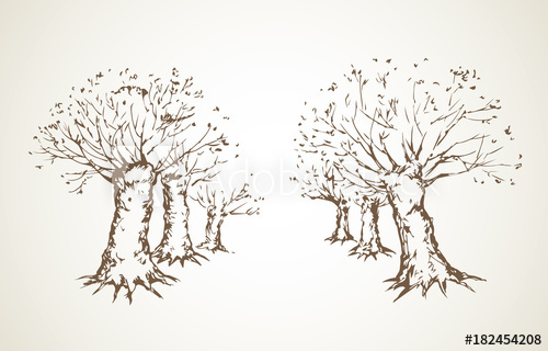 500x320 Alley Of Leafless Trees Vector Drawing - Leafless Tree Drawing