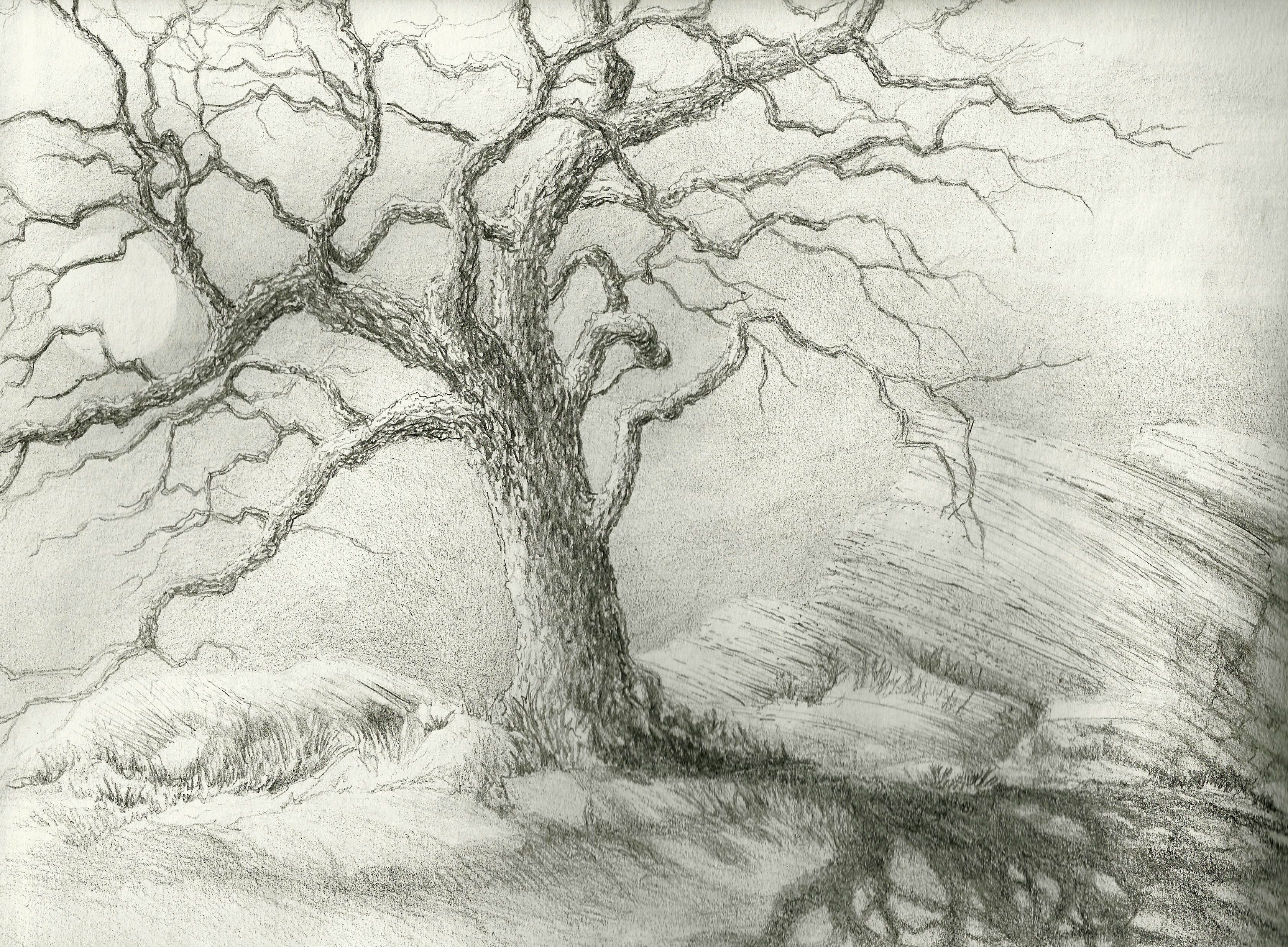 Leafless Tree Drawing At PaintingValley Com Explore Collection Of Leafless Tree Drawing