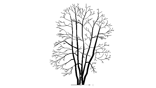 640x360 Autocad Drawing Leafless Tree Dwg - Leafless Tree Drawing