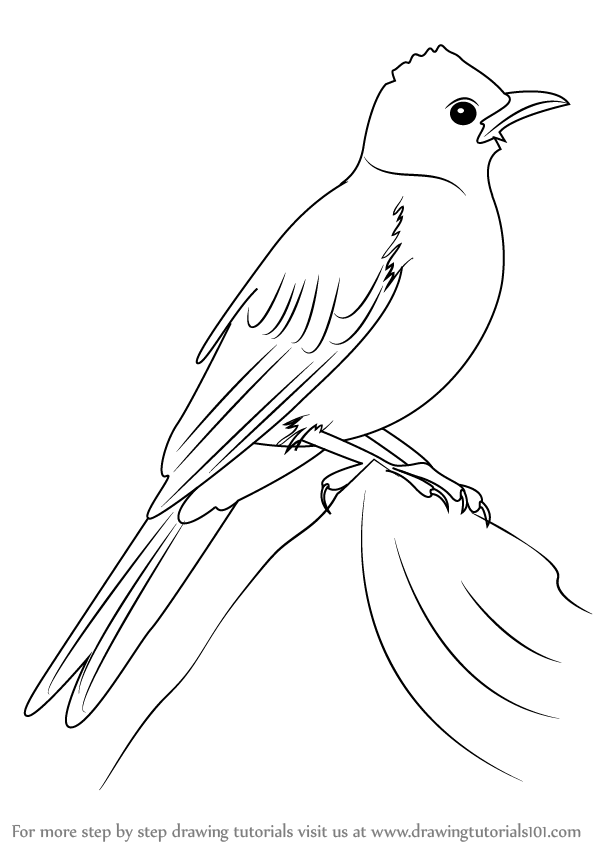 598x844 Learn How To Draw A Common Bulbul - Learn Drawing