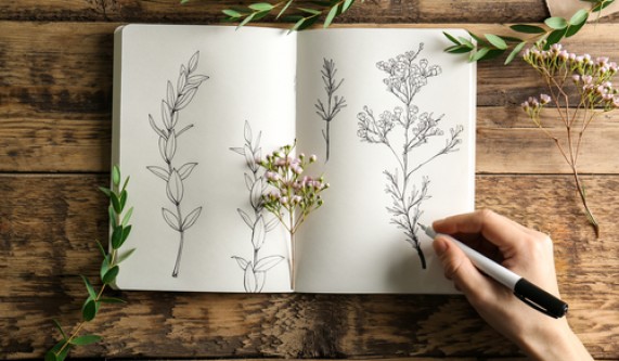 571x333 Learn To Draw Basics On Drawing Plants - Learn To Draw Drawing