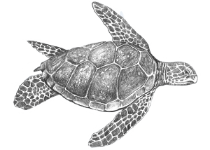 Leatherback Sea Turtle Drawing.