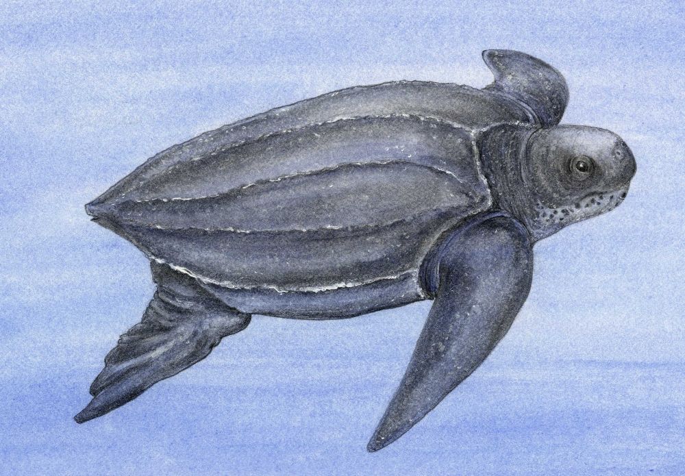 1000x695 leatherback sea turtle - Leatherback Sea Turtle Drawing