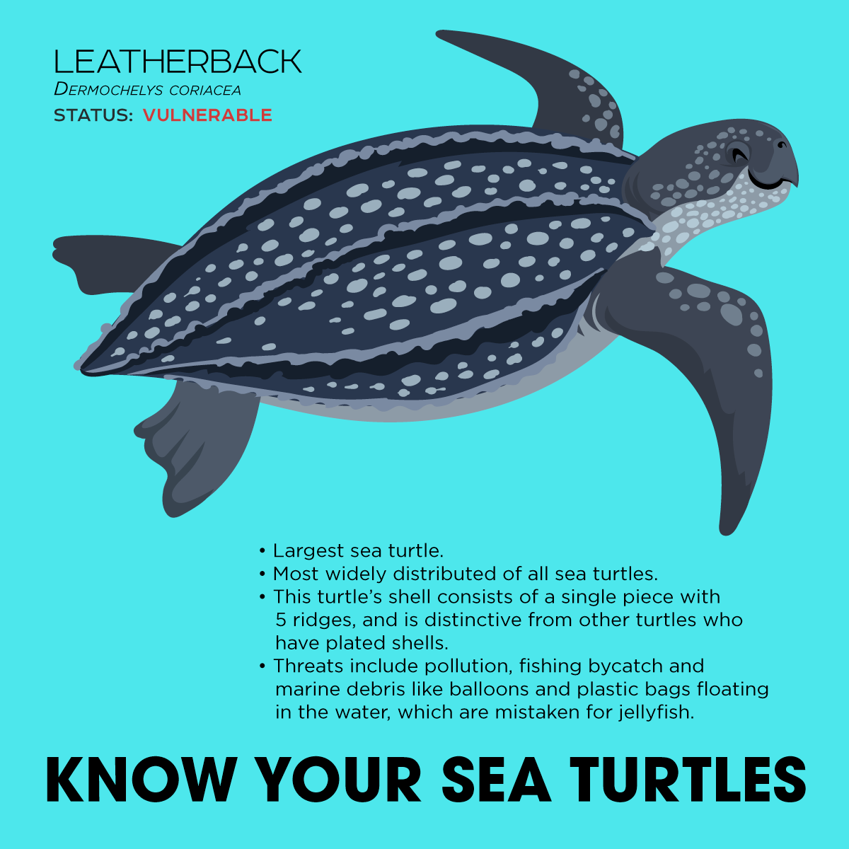 Turtle перевод на русский. Текст a Sea Turtle. Leatherback Turtle рассказ на английском.