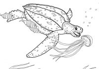 200x140 leatherback sea turtle coloring - Leatherback Sea Turtle Drawing