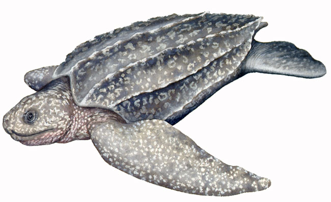 650x397 leatherback sea turtle drawing - Leatherback Sea Turtle Drawing