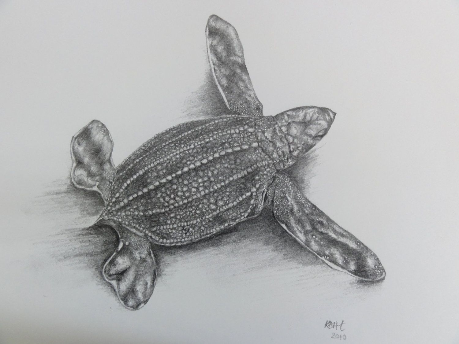 1500x1125 leatherback sea turtle hatchling - Leatherback Sea Turtle Drawing