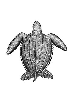 Leatherback Sea Turtle Drawing at PaintingValley.com | Explore