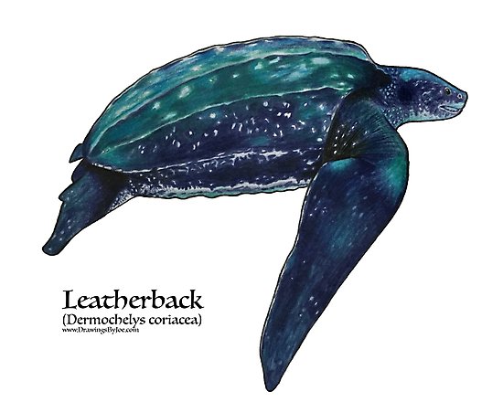 550x440 leatherback sea turtle photographic print - Leatherback Sea Turtle Drawing