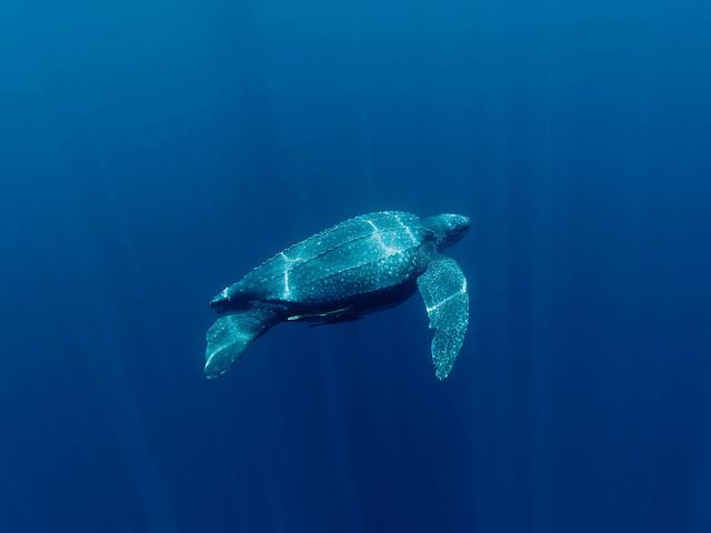 640x480 leatherback turtle sea turtles species wwf - Leatherback Sea Turtle Drawing