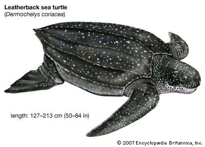 420x300 leatherback turtle reptile - Leatherback Sea Turtle Drawing