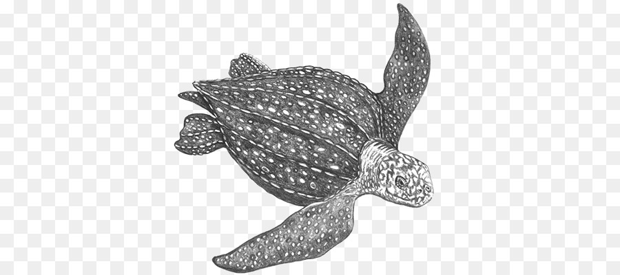 900x400 loggerhead sea turtle leatherback sea turtle reptile tortoise - Leatherback Sea Turtle Drawing