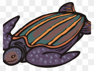 320x240 sea turtle clipart pond turtle - Leatherback Sea Turtle Drawing