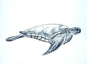 300x221 sea turtle drawings fine art america - Leatherback Sea Turtle Drawing
